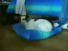 अश्लील मार्डी ग्रास संग प्रेम पाला गुदा श्यामा निकालयो र उनको मीठो गधा मा ठूलो अन्त